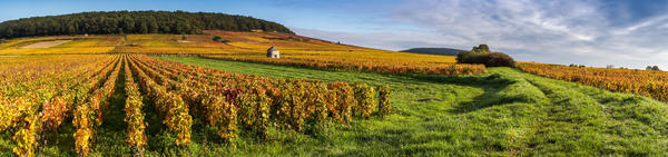 Vignes en Bourgogne Vignes en Bourgogne